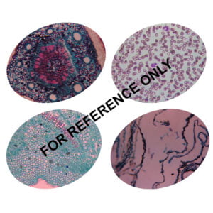 Amphibia Histology